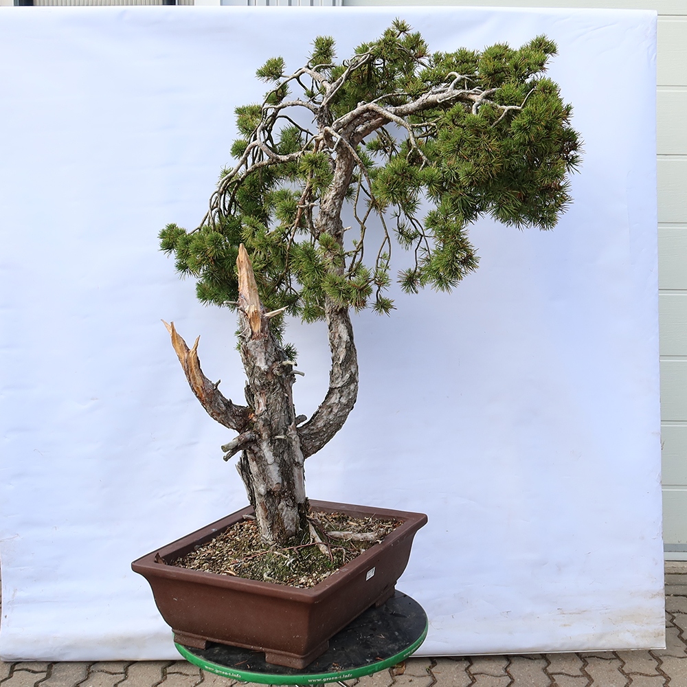 Pinus sylvestris Spanje - grove den