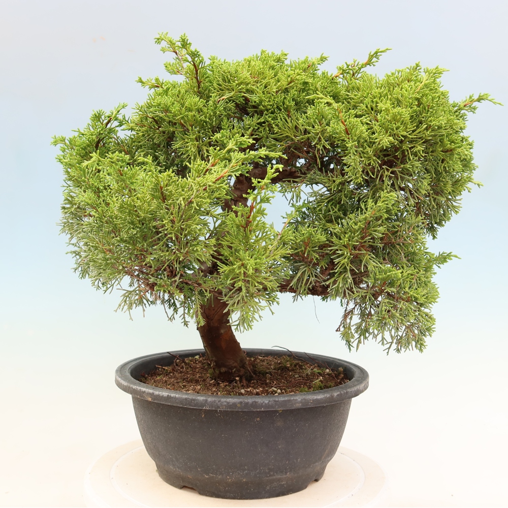 Bonsai voor buiten - Juniperus chinensis Itoigawa-Juniperus chinensis