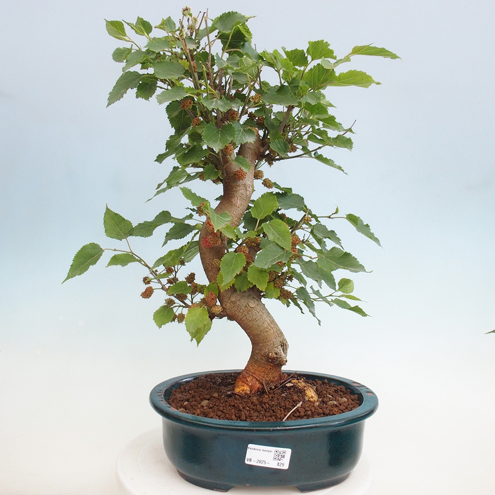 Bonsai voor buiten -Morus alba - moerbei