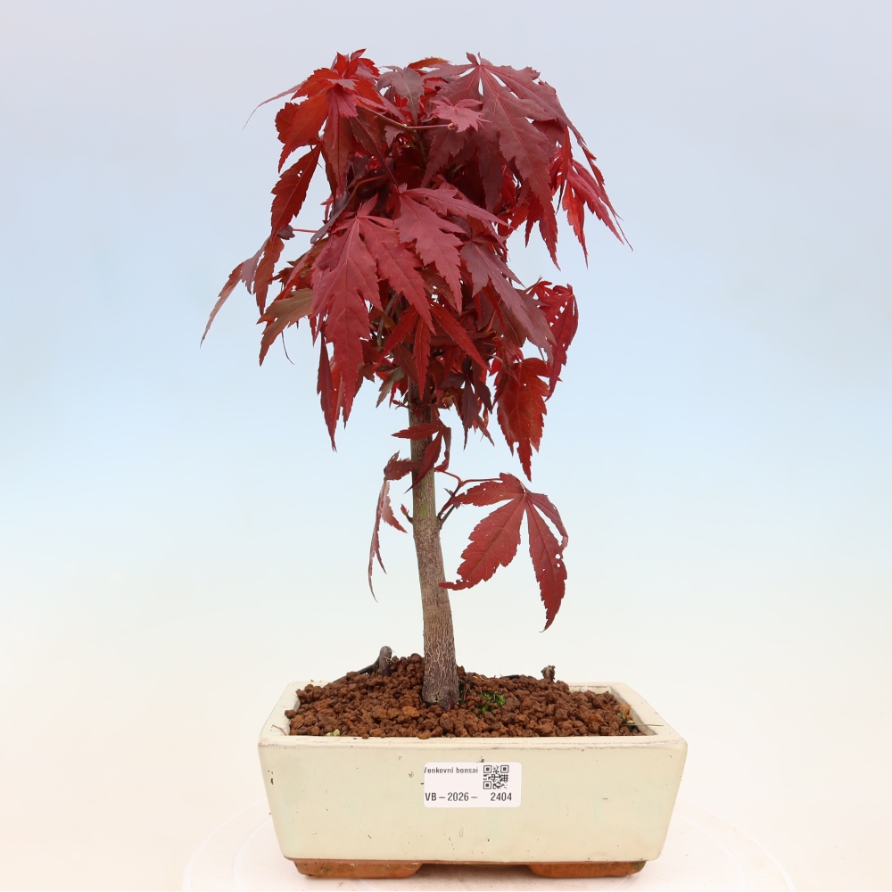 Bonsai voor buiten - Acer palm. Atropurpureum-Javorpalm