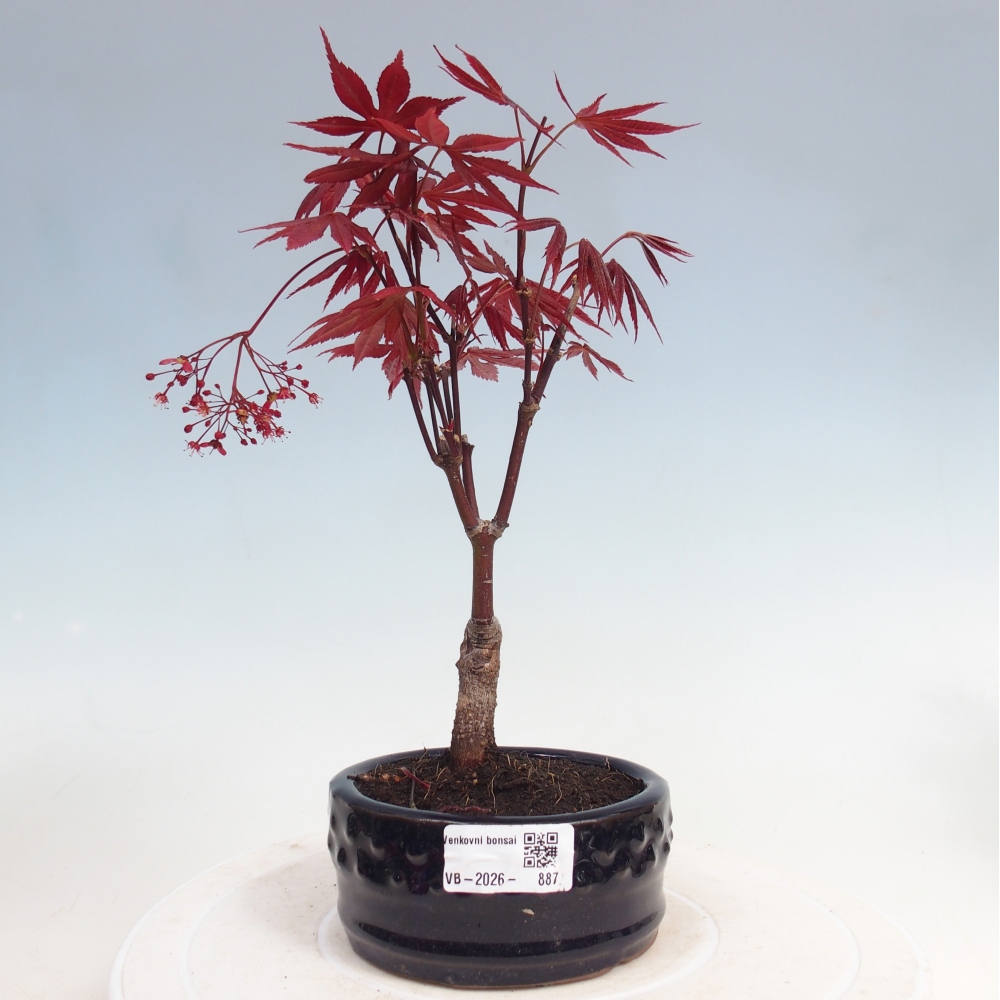 Bonsai voor buiten - Acer palm. Atropurpureum-Javorpalm