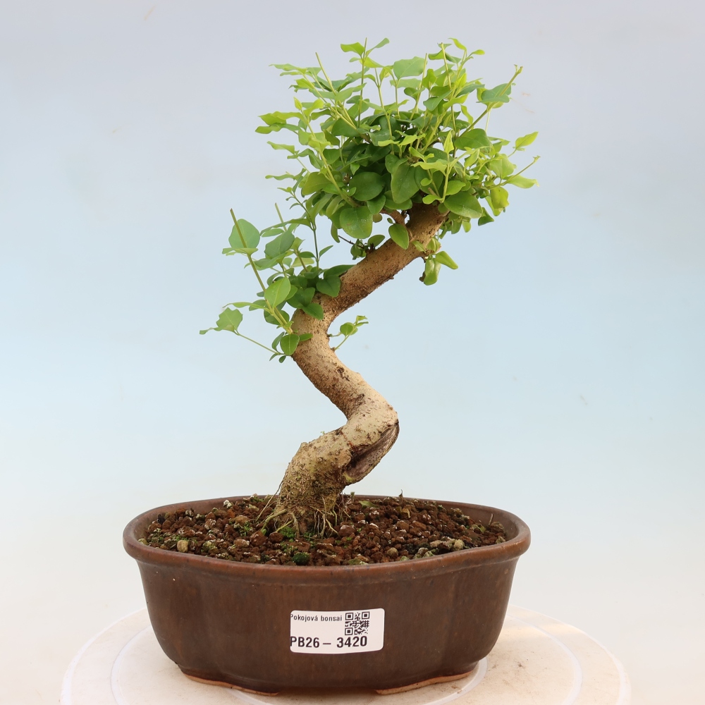 Kamerbonsai -Ligustrum chinensis - Vogelsnavel