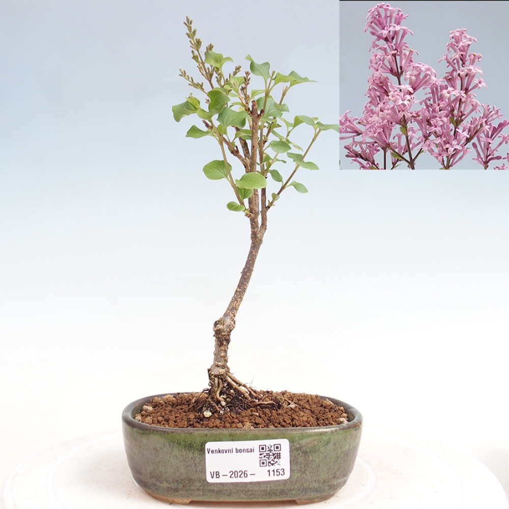 Bonsai voor buiten - Syringa Meyeri Palibin - Meyersering