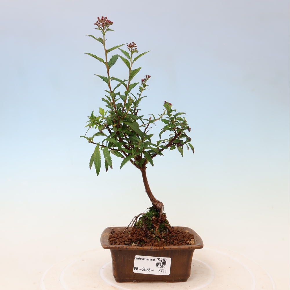 Bonsai voor buiten – Japanse spirea – Spirea japonica Anthony Waterer