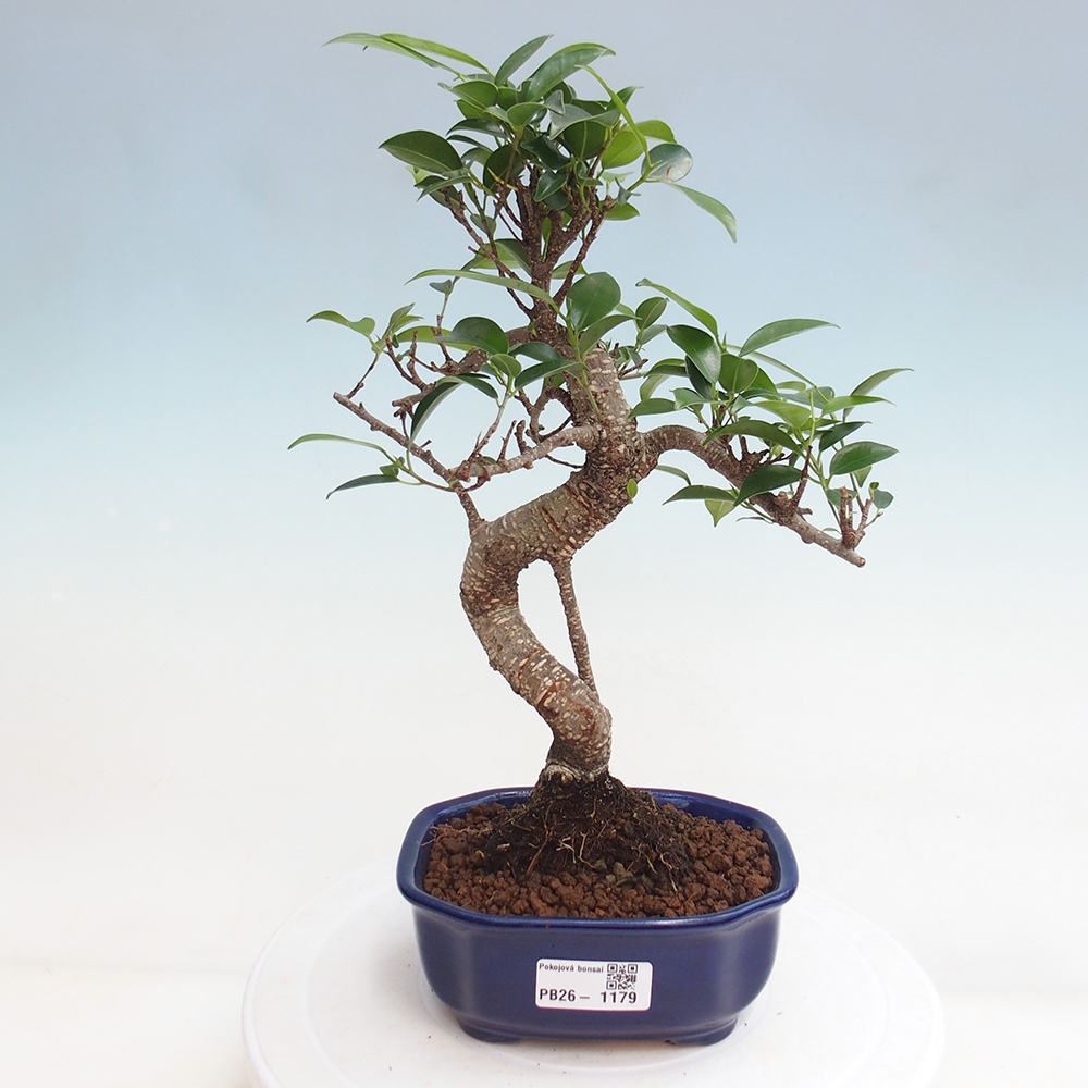 Kamerbonsai - Ficus retusa - kleinbladige ficus
