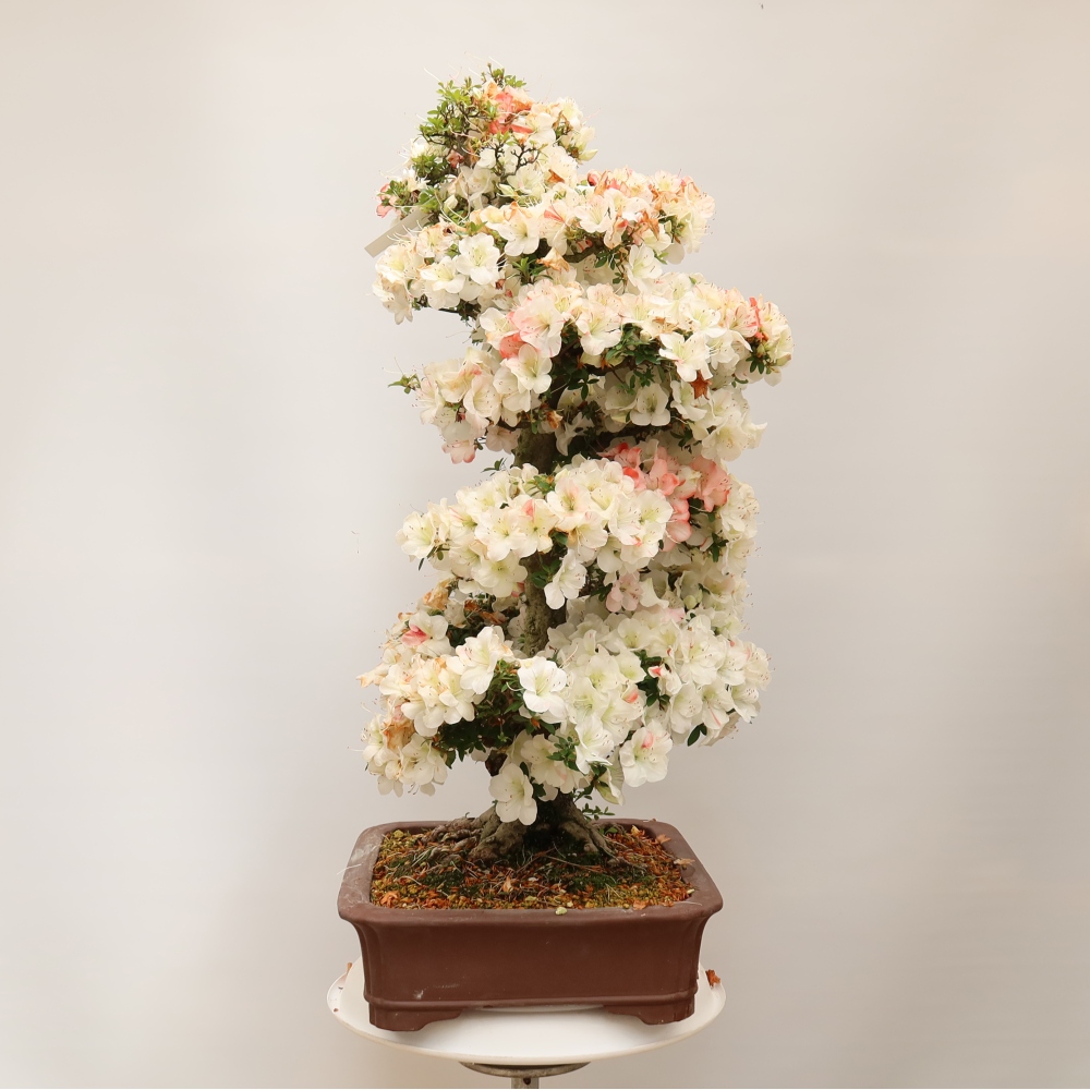 Bonsai voor buiten - Japanse Azalea - Azalea Tochizumi