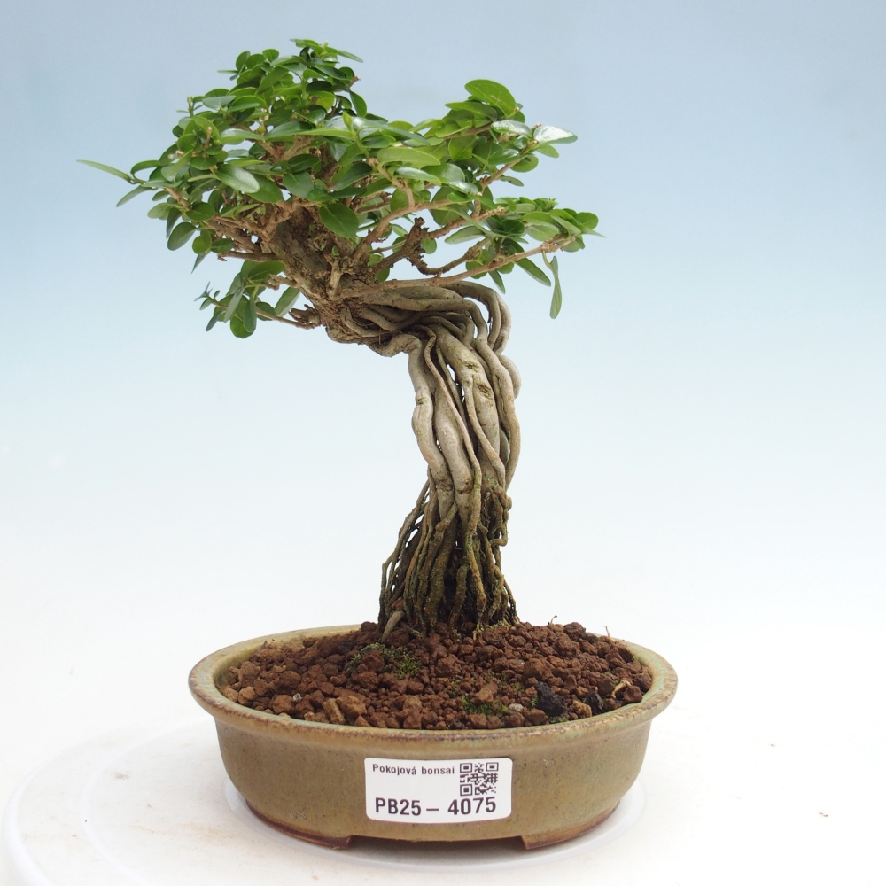 Bonsai voor binnen - Premna serratifolia - Kozlovna malolista