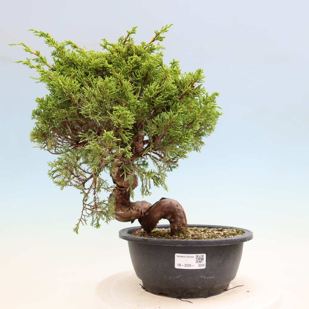 Bonsai voor buiten - Juniperus chinensis Itoigawa-Juniperus chinensis