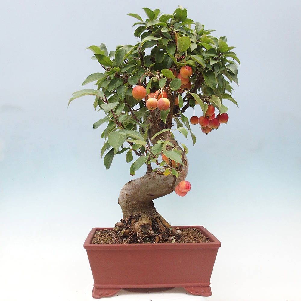 Bonsai voor buiten -Malus halliana - Appelboom met kleine vruchten
