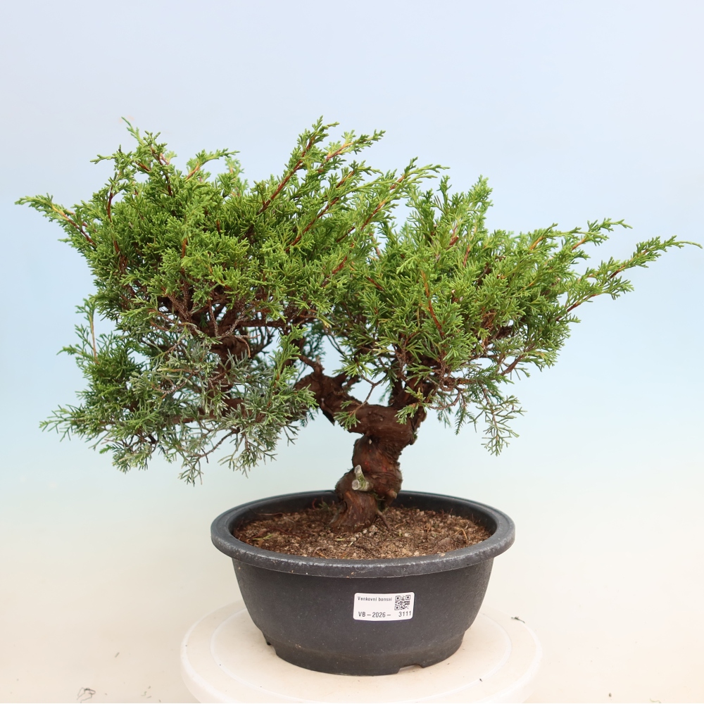 Bonsai voor buiten - Juniperus chinensis Itoigawa-Juniperus chinensis
