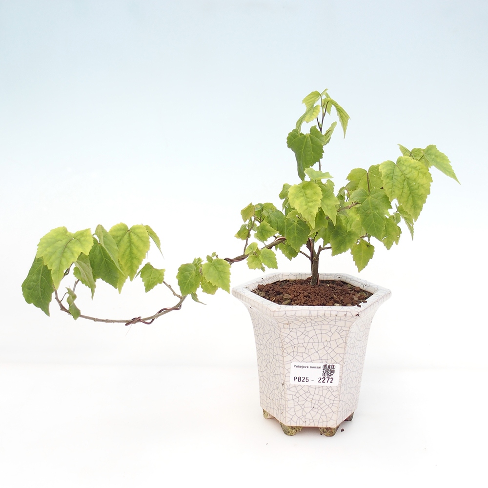 Bonsai voor binnen - Abutilon Big Bell - Cloudberry