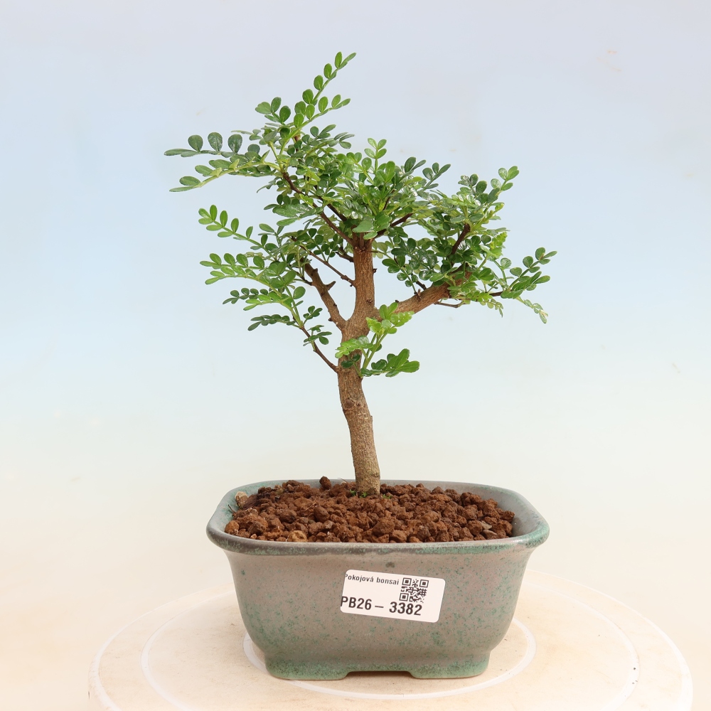 Kamerbonsai - Zantoxylum piperitum - peperboom