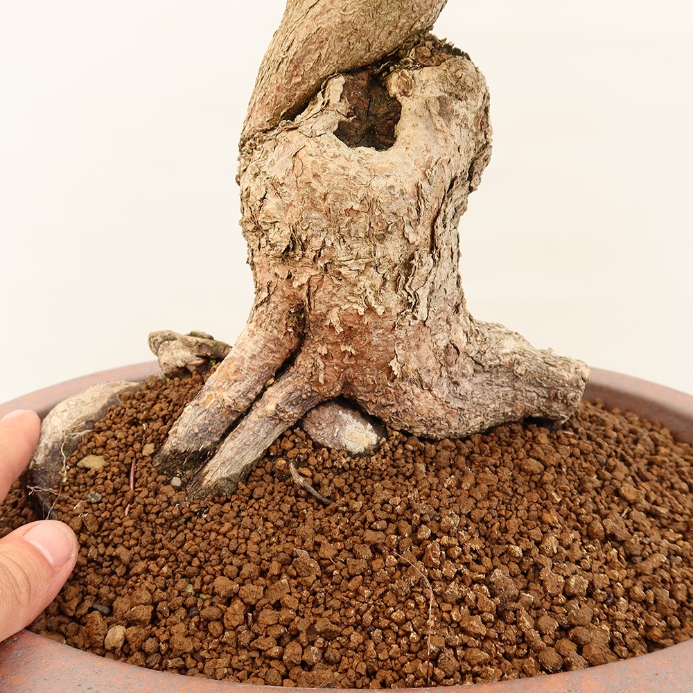 Bonsai voor buiten -Carpinus Coreana - Koreaanse haagbeuk