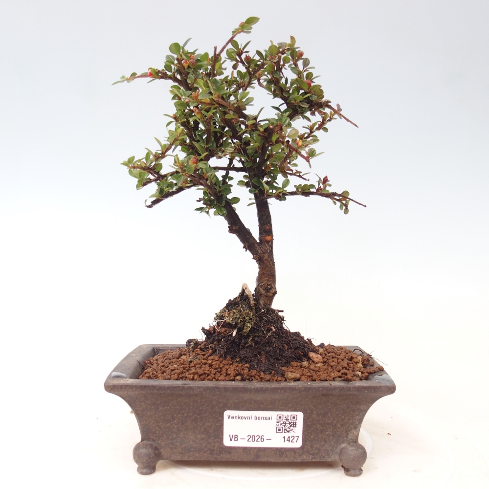 Bonsai voor buiten - Cotoneaster horizontalis - Rocky Mountain
