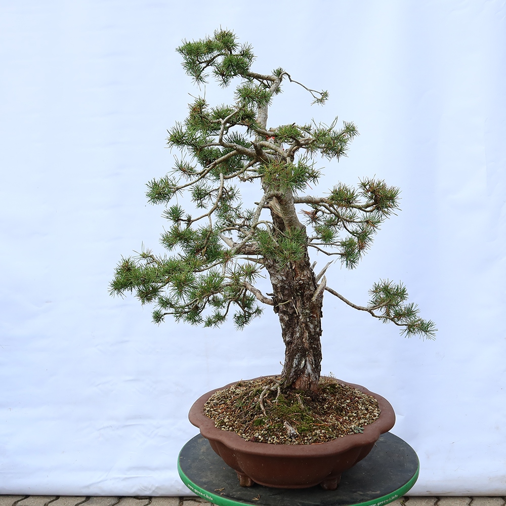 Pinus sylvestris Spanje - grove den