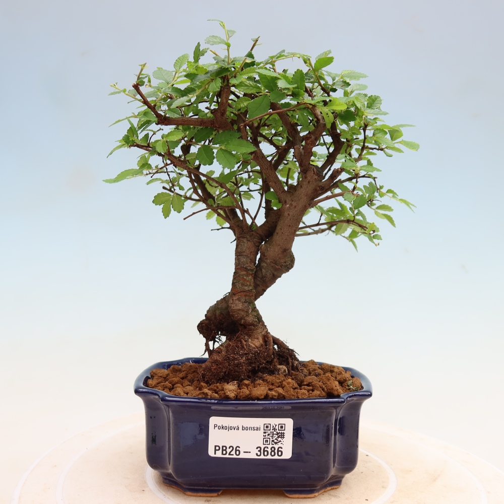 Kamerbonsai - Ulmus parvifolia - Winteriep