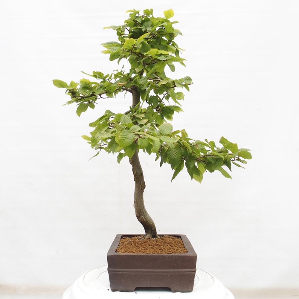 Bonsai voor buiten - Haagbeuk - Carpinus betulus