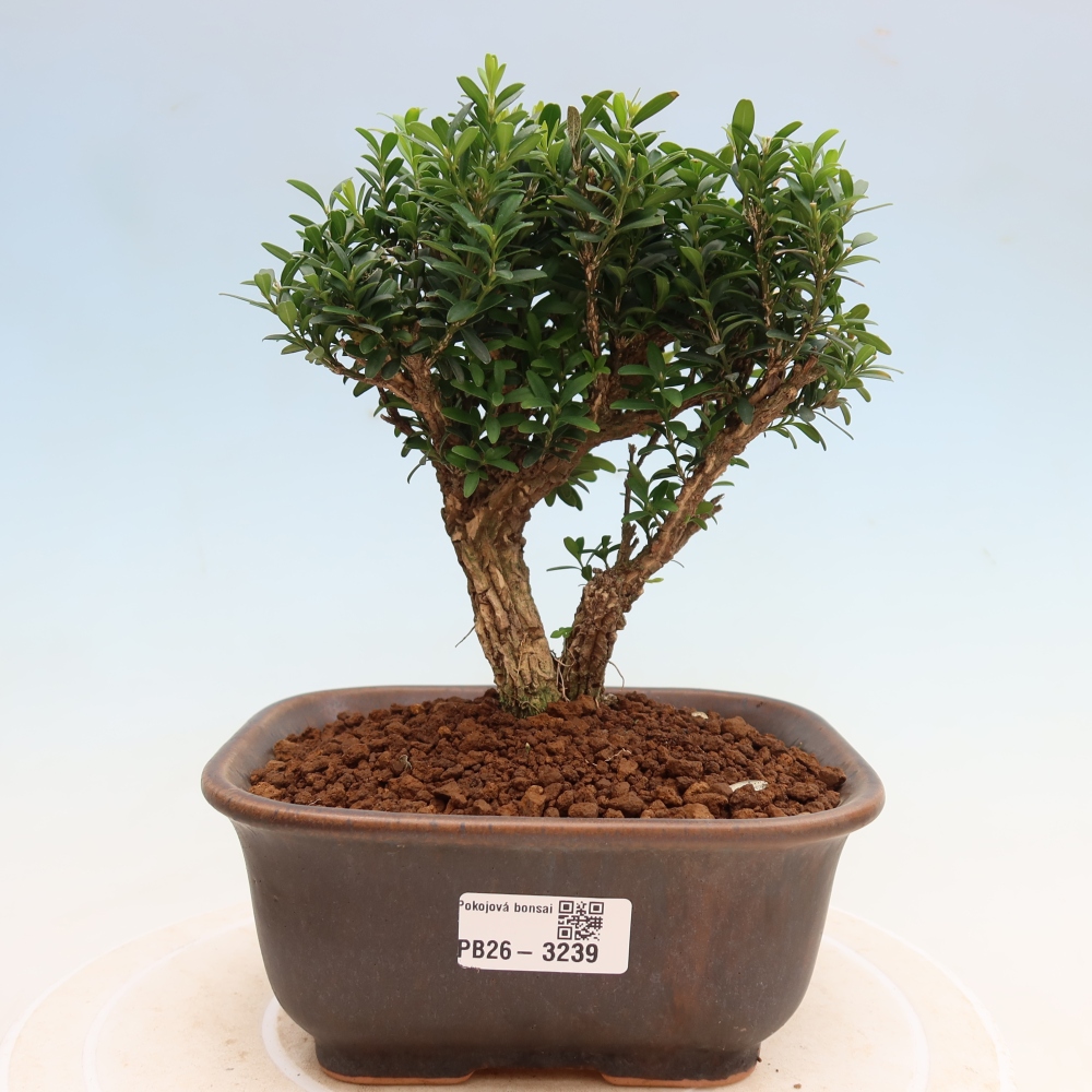 Kamerbonsai - Buxus harlandii - kurk buxus