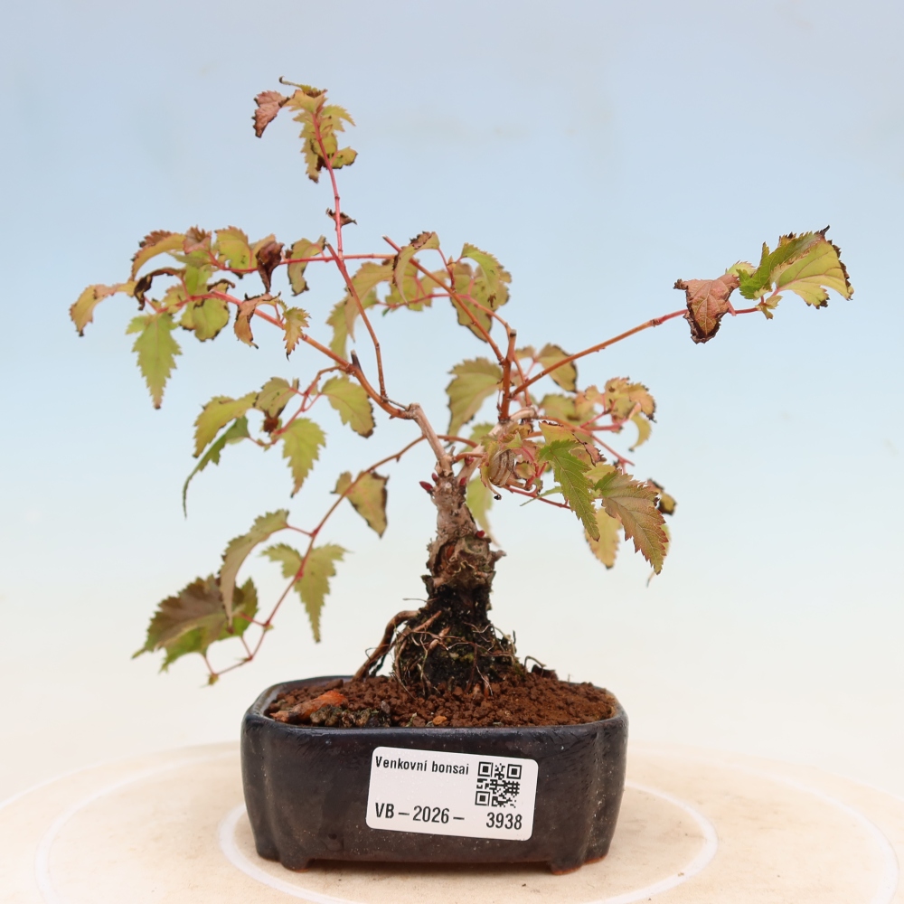 Bonsai voor buiten -  Stephanandra incisa - Gebogen kroonplant
