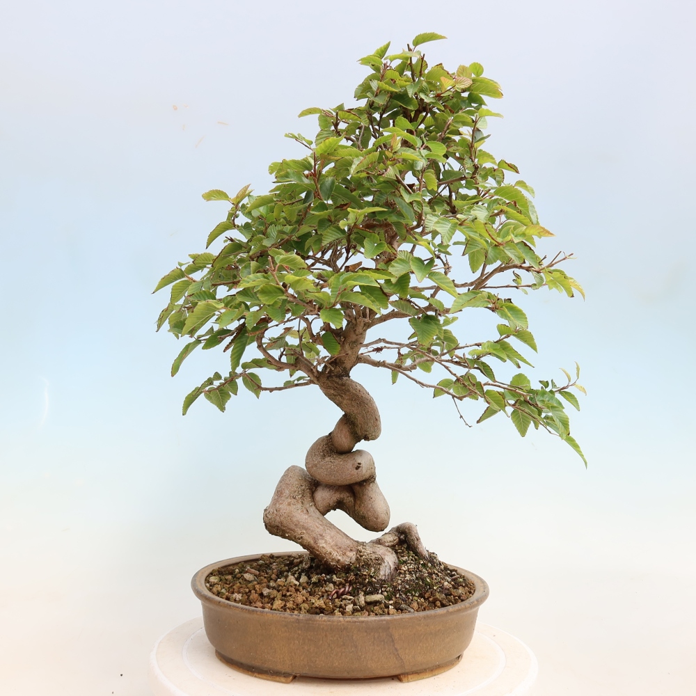 Bonsai voor buiten -Carpinus CARPINOIDES - Koreaanse haagbeuk