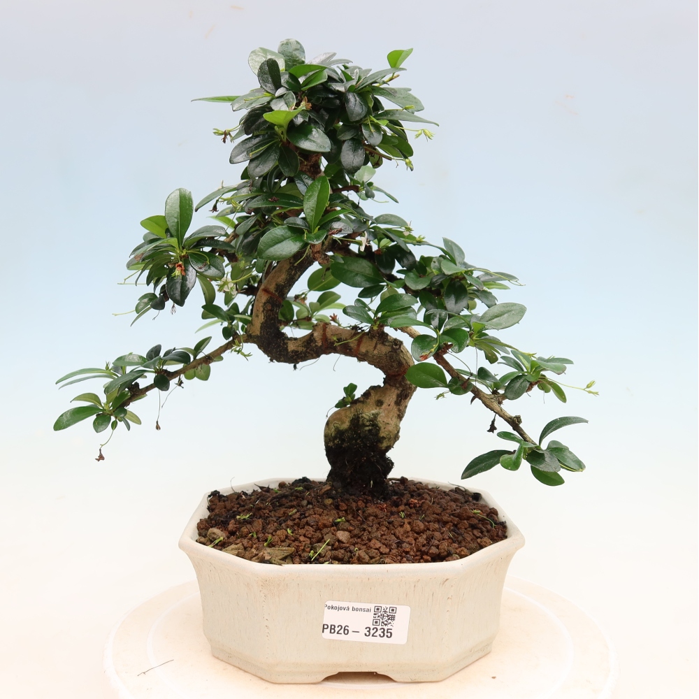Kamerbonsai - Carmona macrophylla - Thee fuki