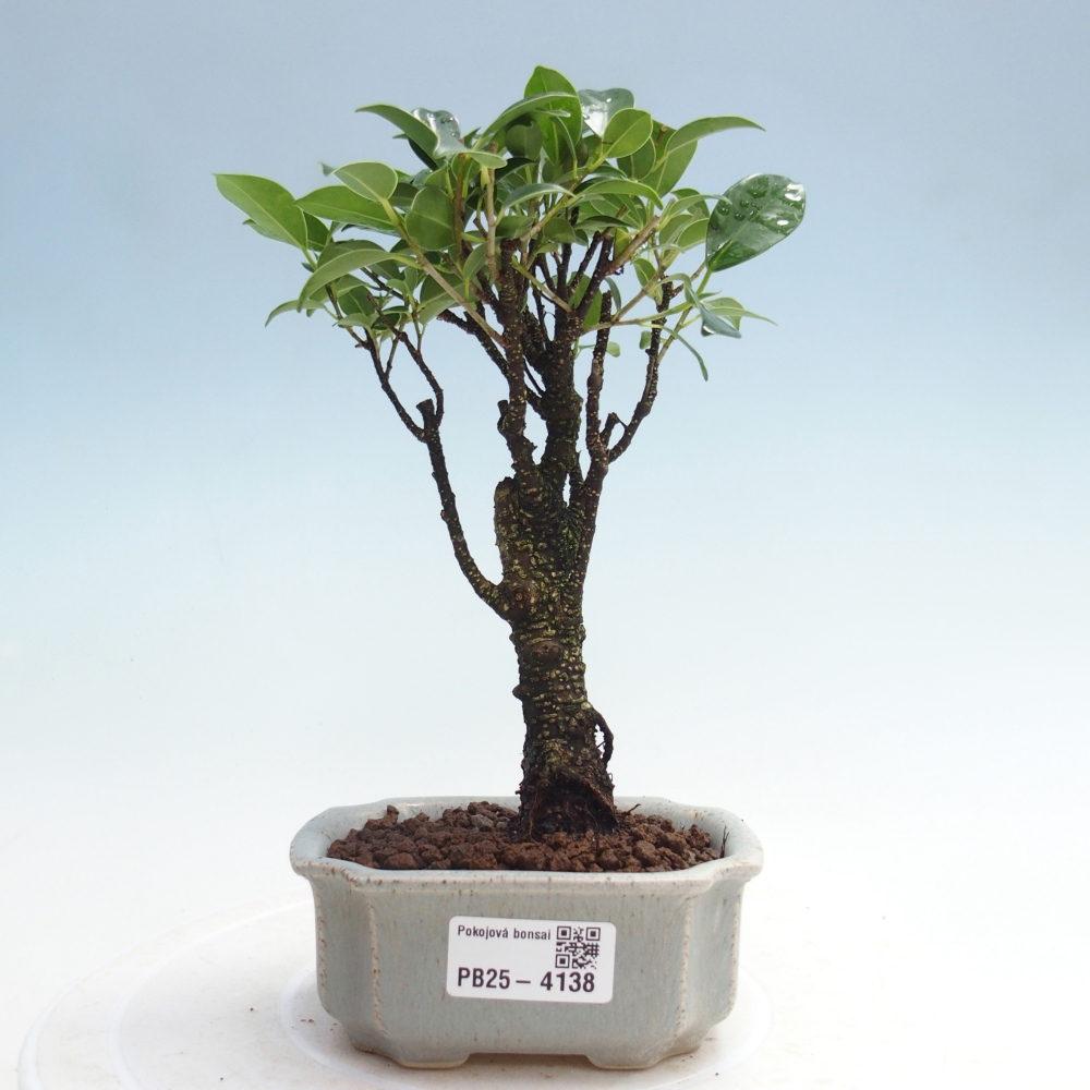 Kamer bonsai Ficus retusa kimmen
