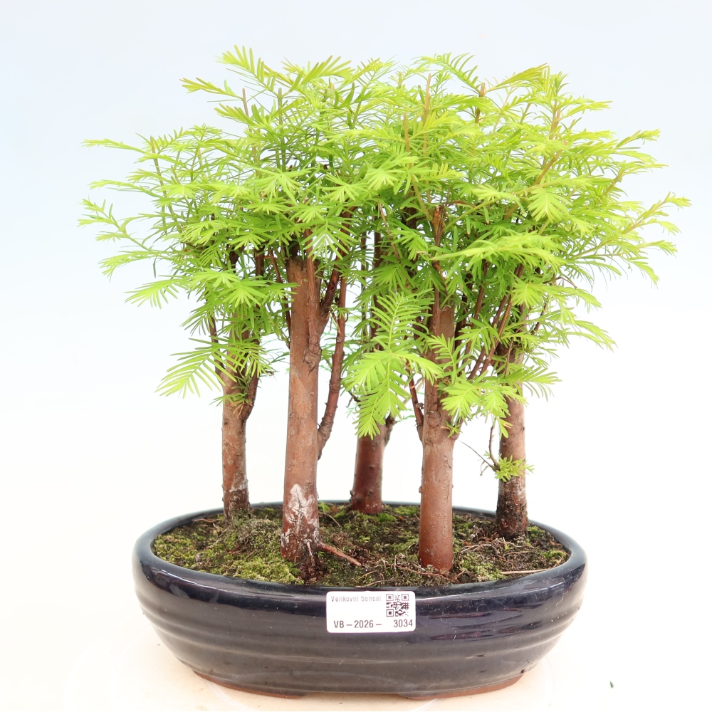 Buitenbonsai - Metasequoia glyptostroboides - Chinese metasequoia - bosje