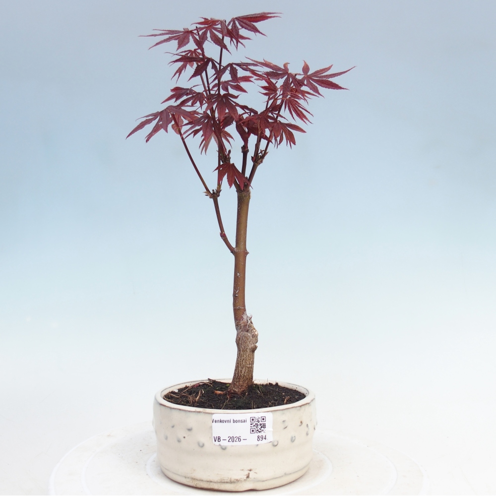Bonsai voor buiten - Acer palm. Atropurpureum-Javorpalm