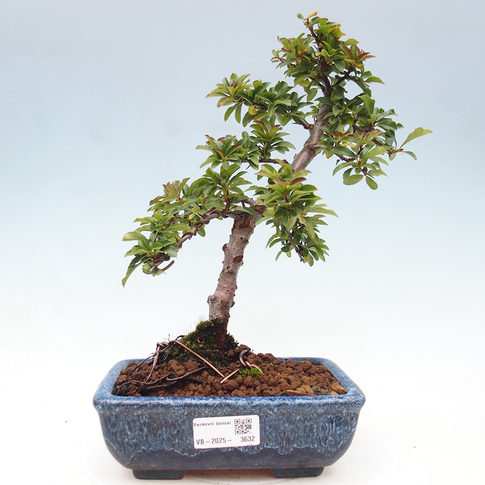 Bonsai-Pyracantha Teton voor buiten -Hlox