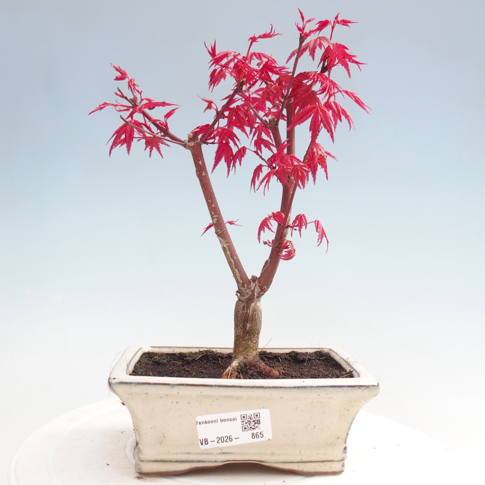Bonsai voor buiten - Acer palmatum DESHOJO