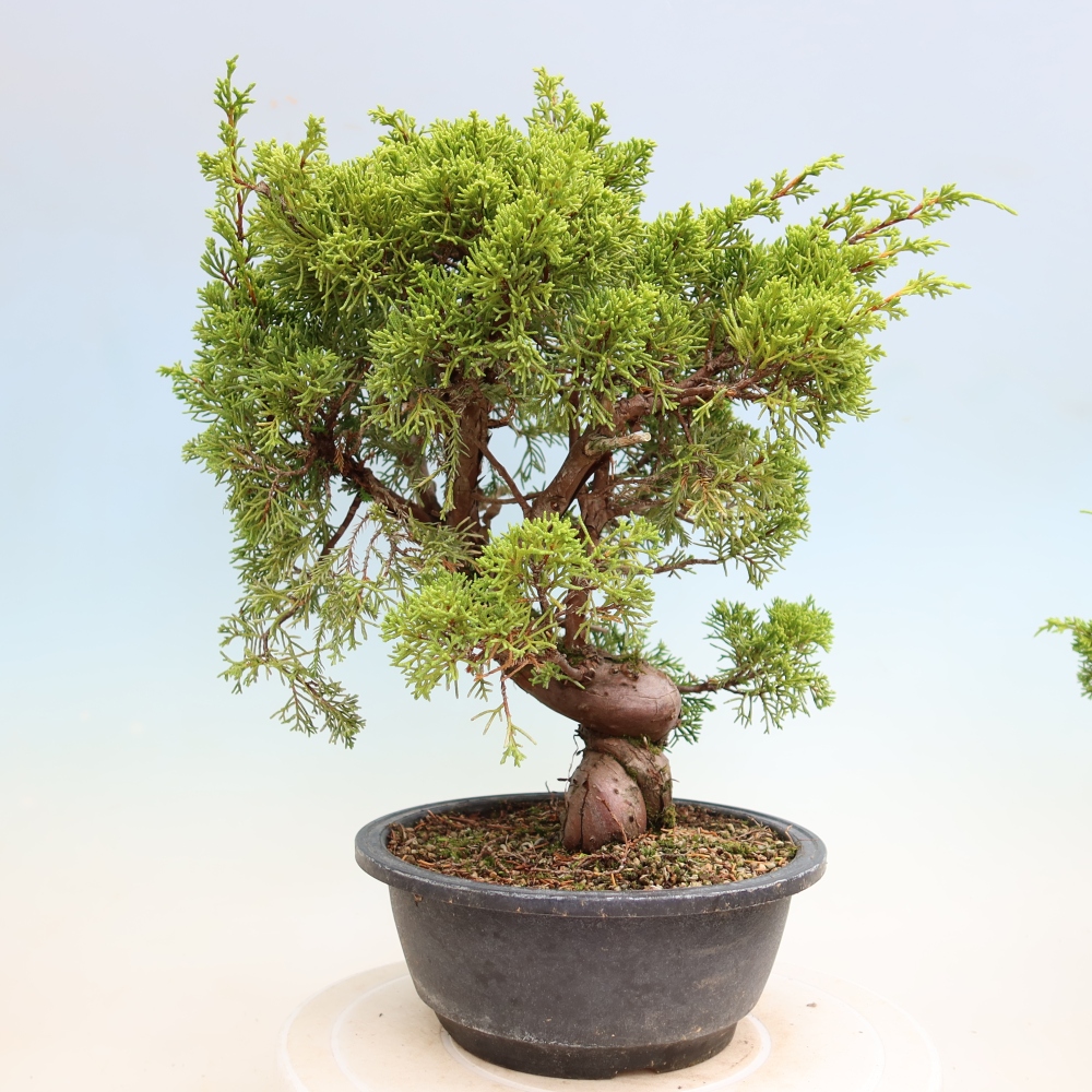Bonsai voor buiten - Juniperus chinensis Itoigawa-Juniperus chinensis