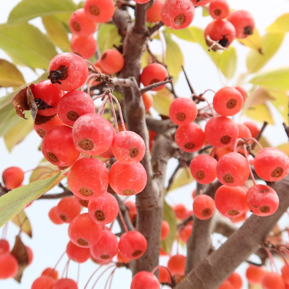 Bonsai voor buiten -Malus domestica - Roodbladige appelboom met kleine vruchten