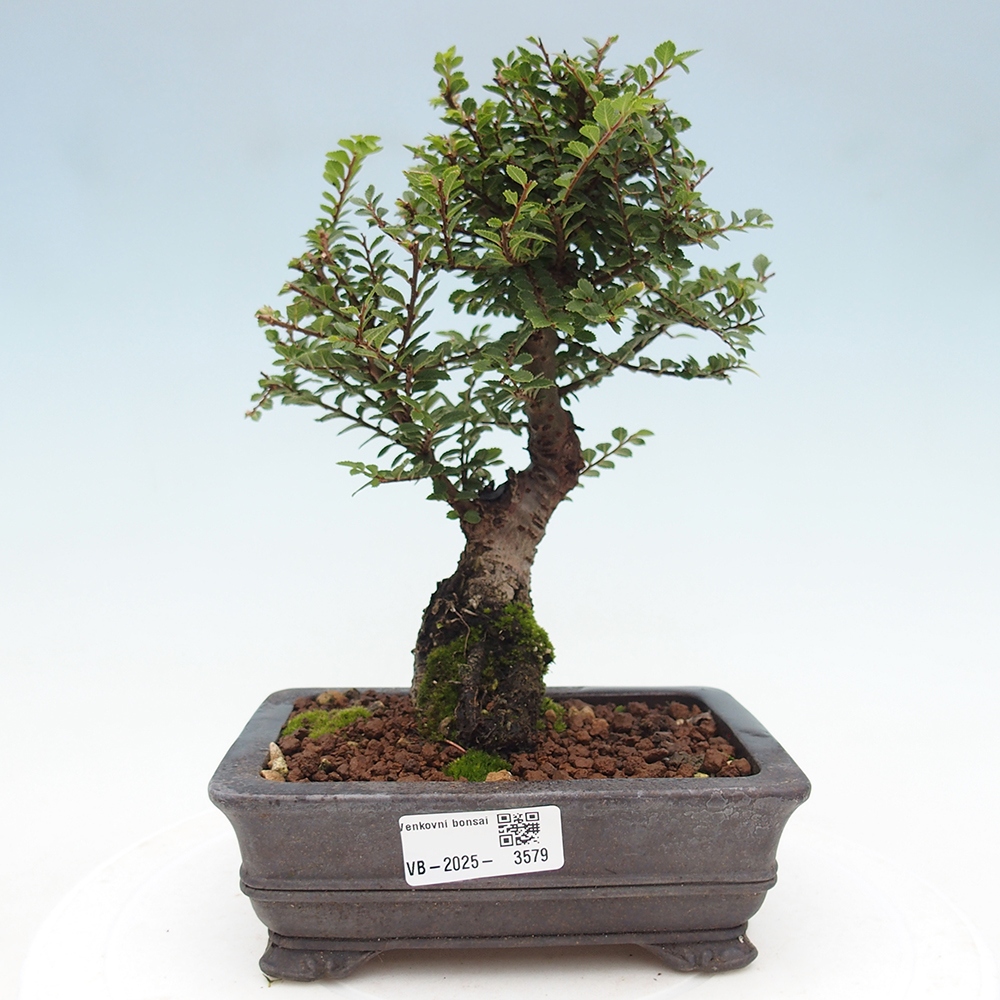 Bonsai voor buiten - Ulmus parvifolia Hokkaido - Chinese iep