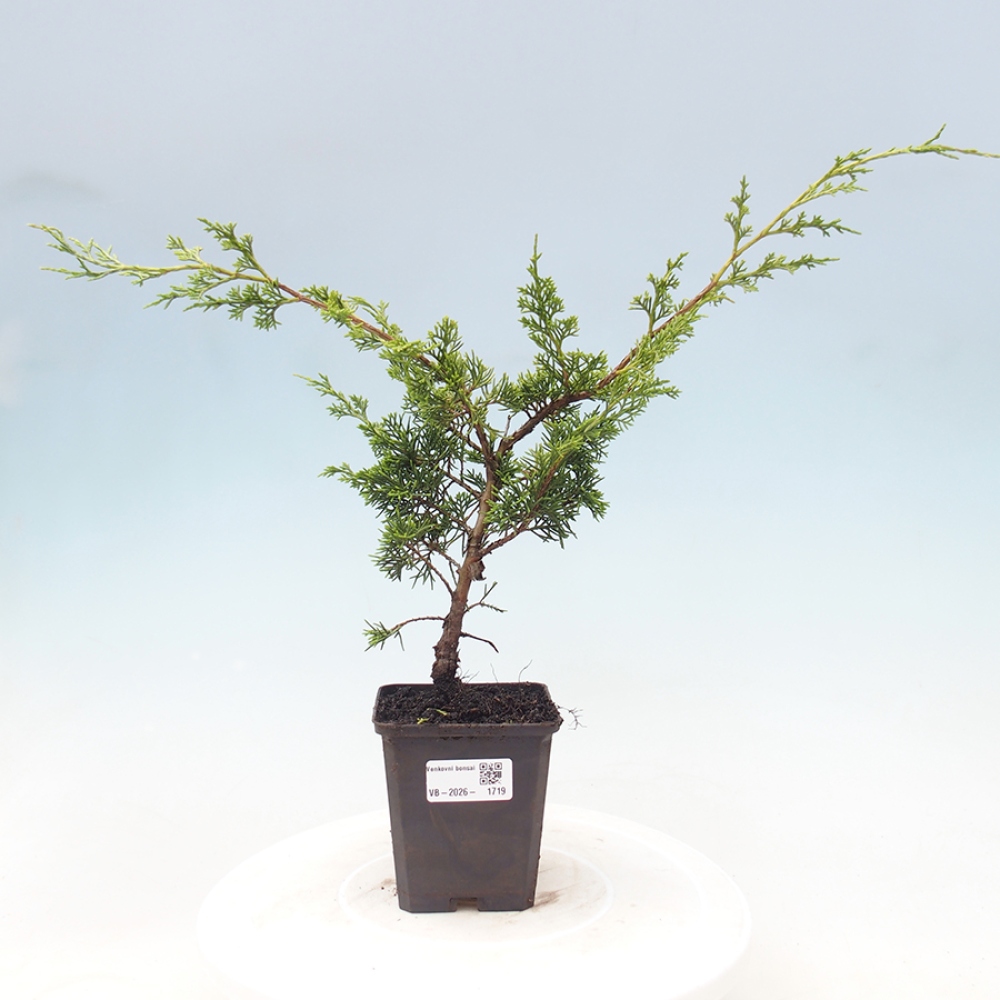 Bonsai voor buiten - Juniperus chinensis Itoigawa