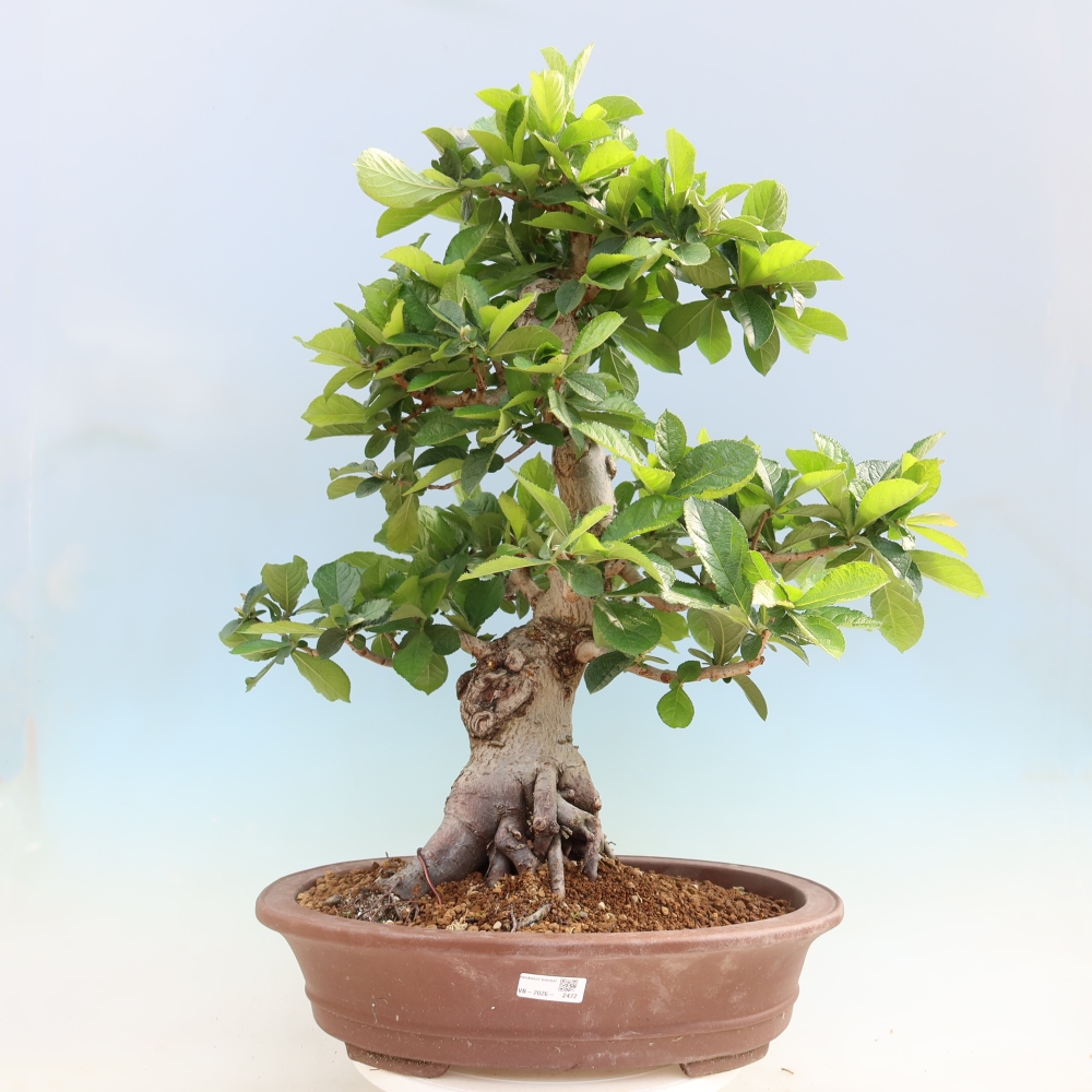 Bonsai voor buiten - Photinia villosa