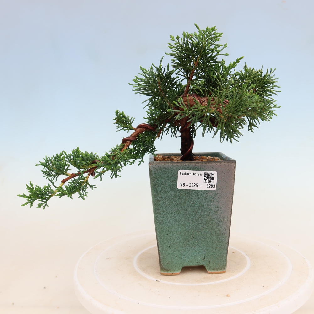 Bonsai voor buiten - Juniperus chinensis Kishu