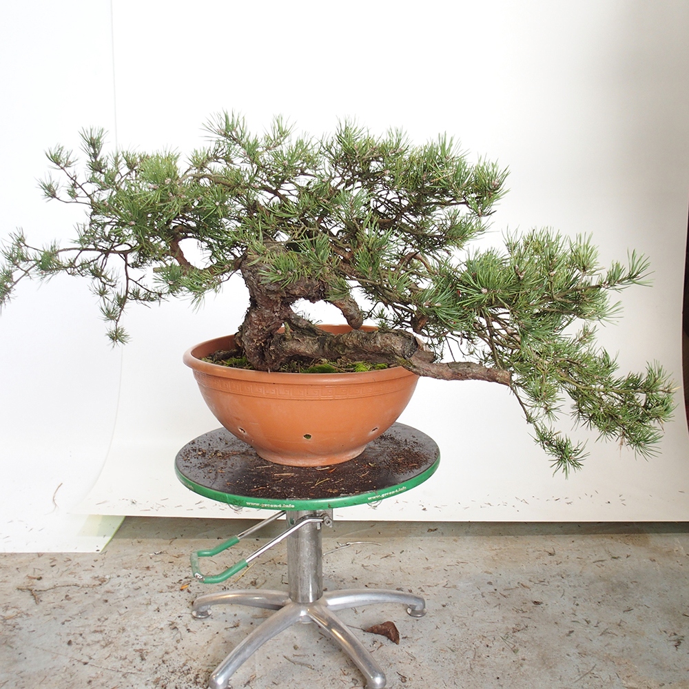 Yamadori - Pinus sylvestris Spanje