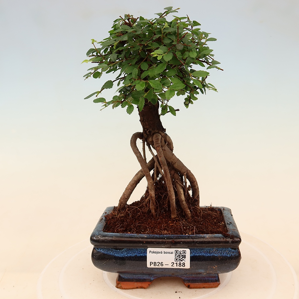 Kamerbonsai - Ulmus parvifolia - Winteriep