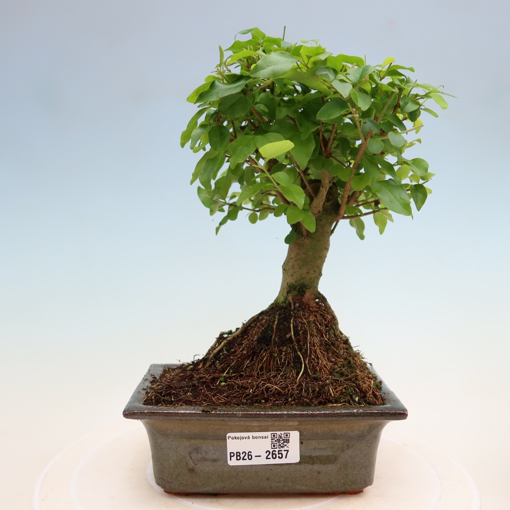 Kamerbonsai -Ligustrum chinensis - Vogelsnavel