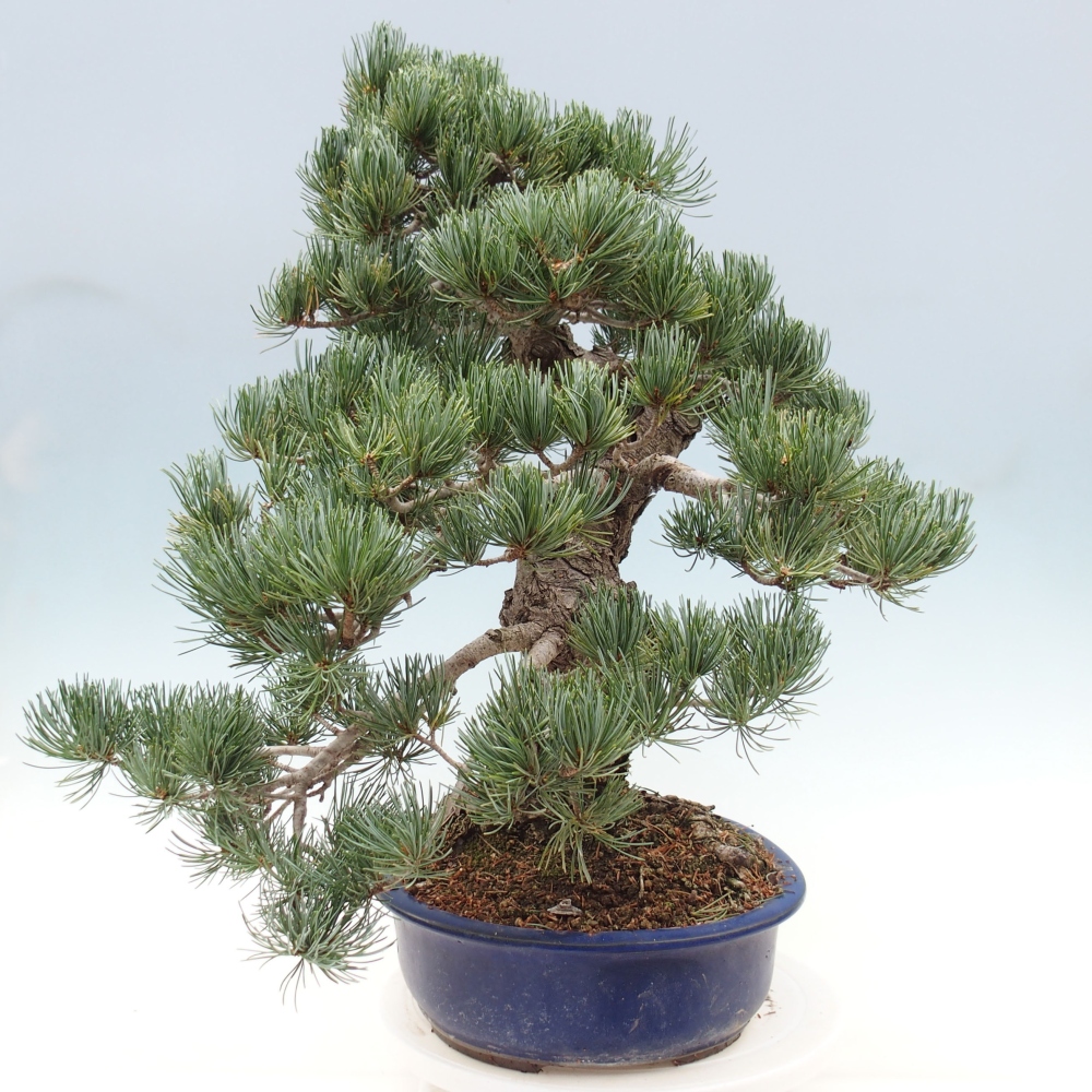 Bonsai voor buiten - Pinus parviflora - Pinus parviflora