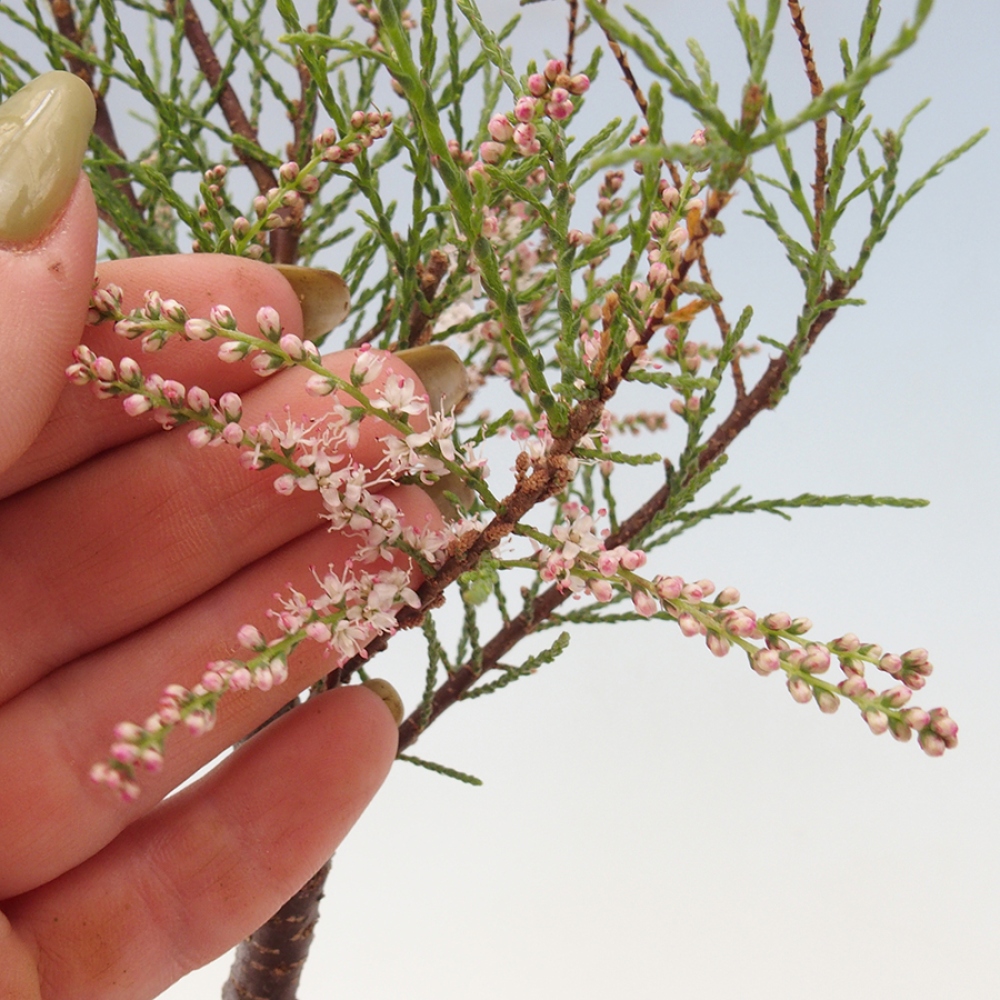 Bonsai voor buiten - Tamarisk - Tamarix
