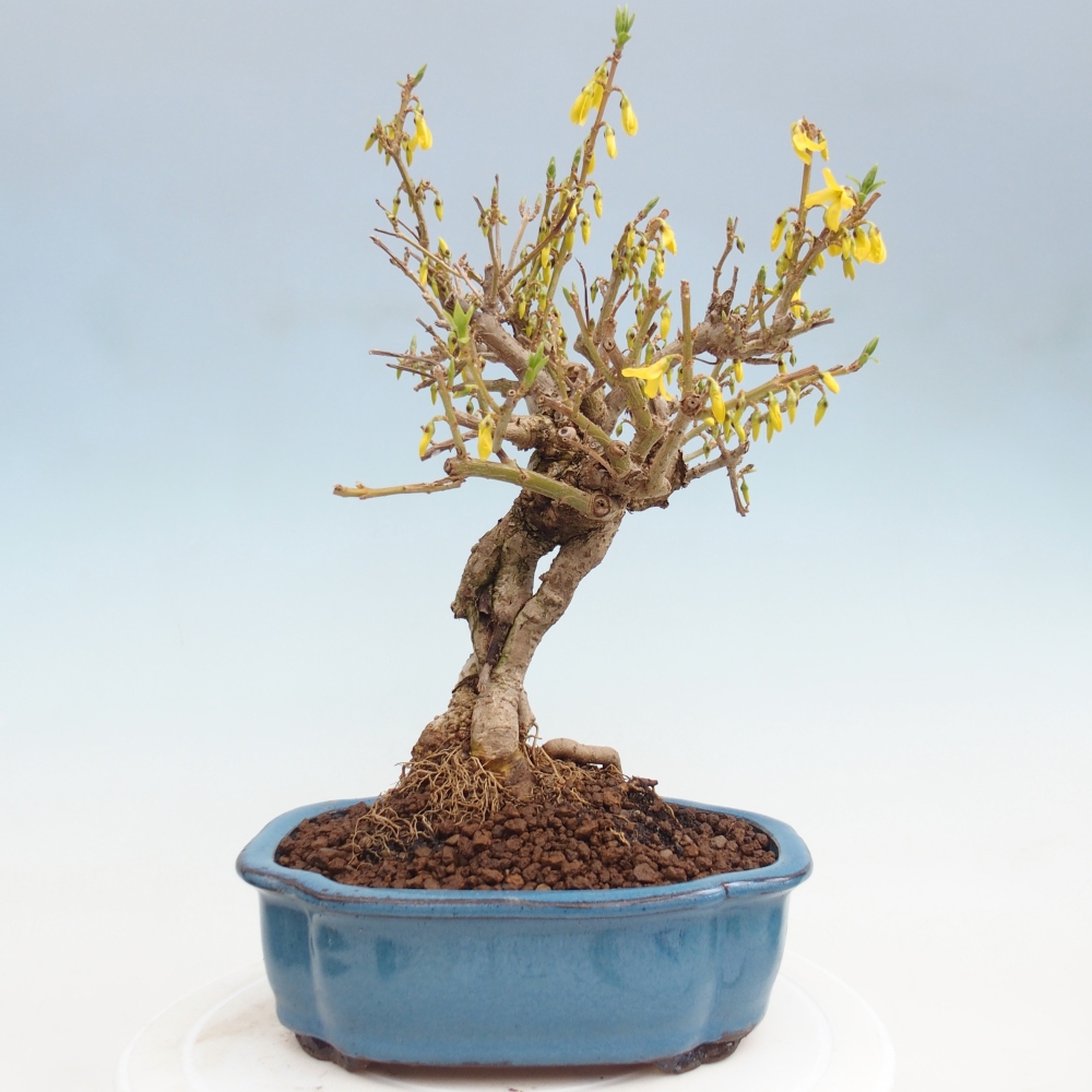 Bonsai voor buiten - Zlatice - Forsythia koreana