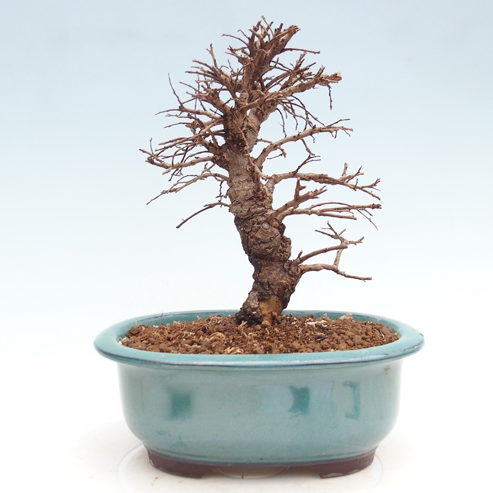 Bonsai voor buiten - Zelkova - Zelkova NIRE