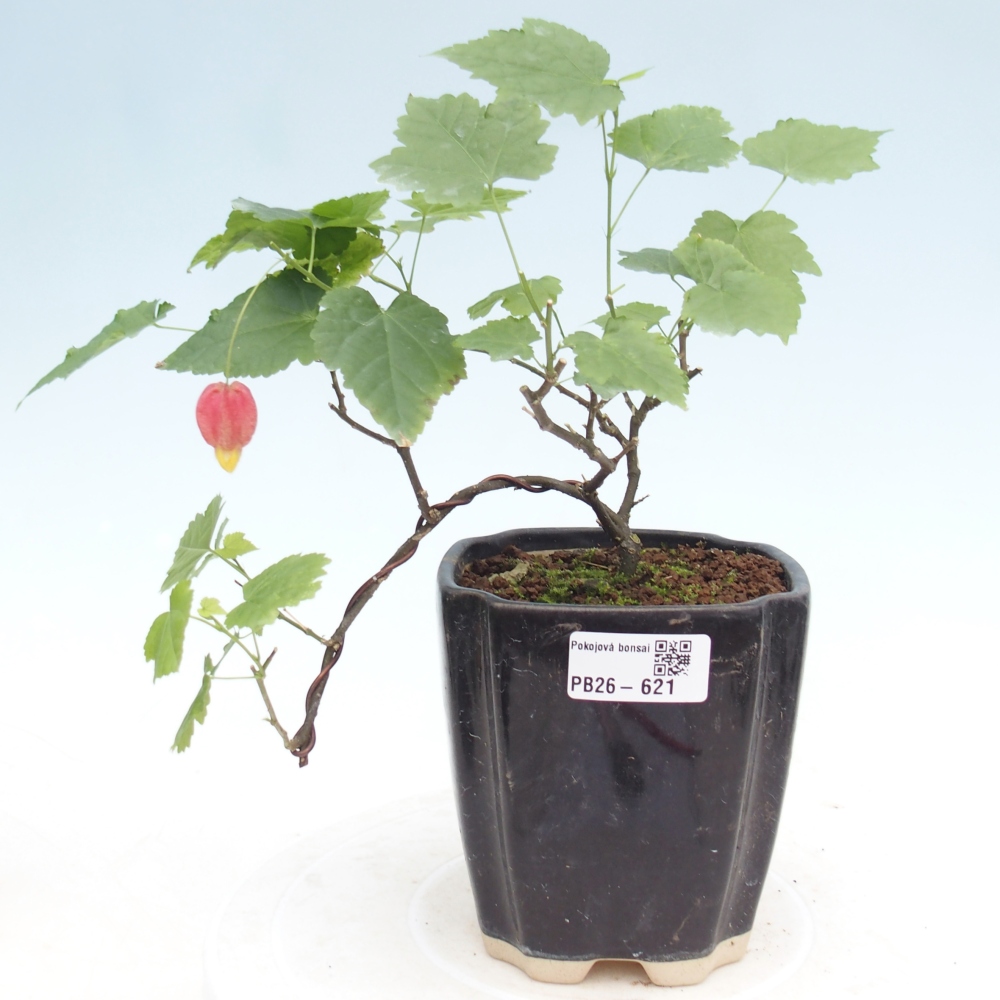 Bonsai voor binnen - Abutilon Big Bell - Cloudberry