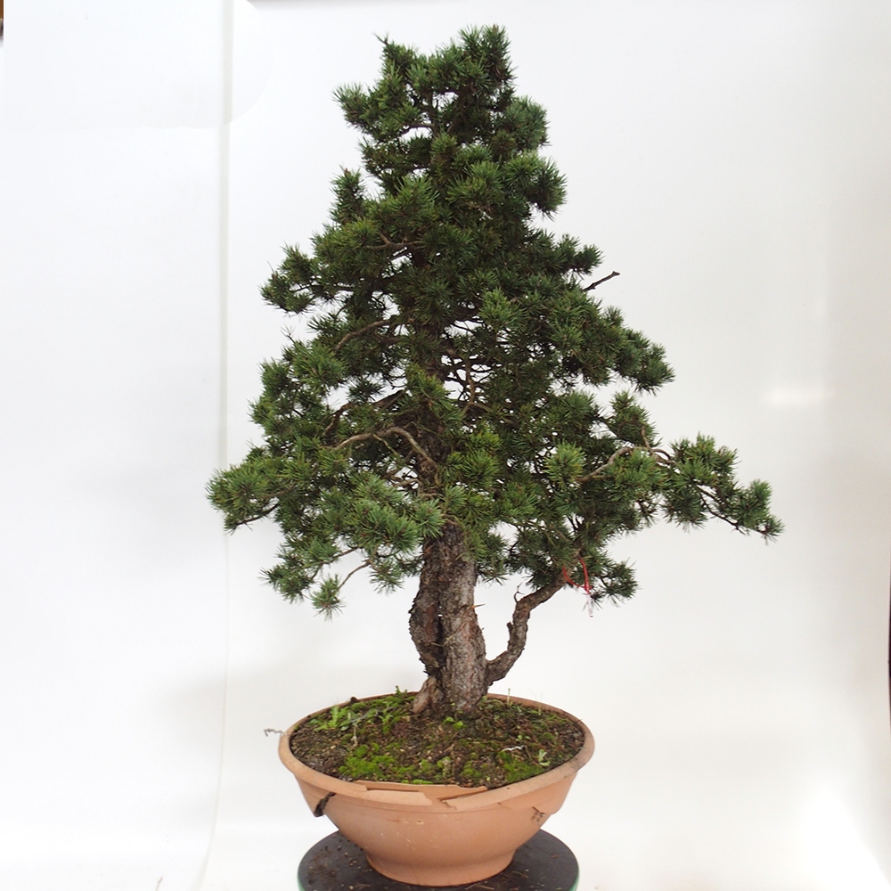 Yamadori - Pinus sylvestris Spanje