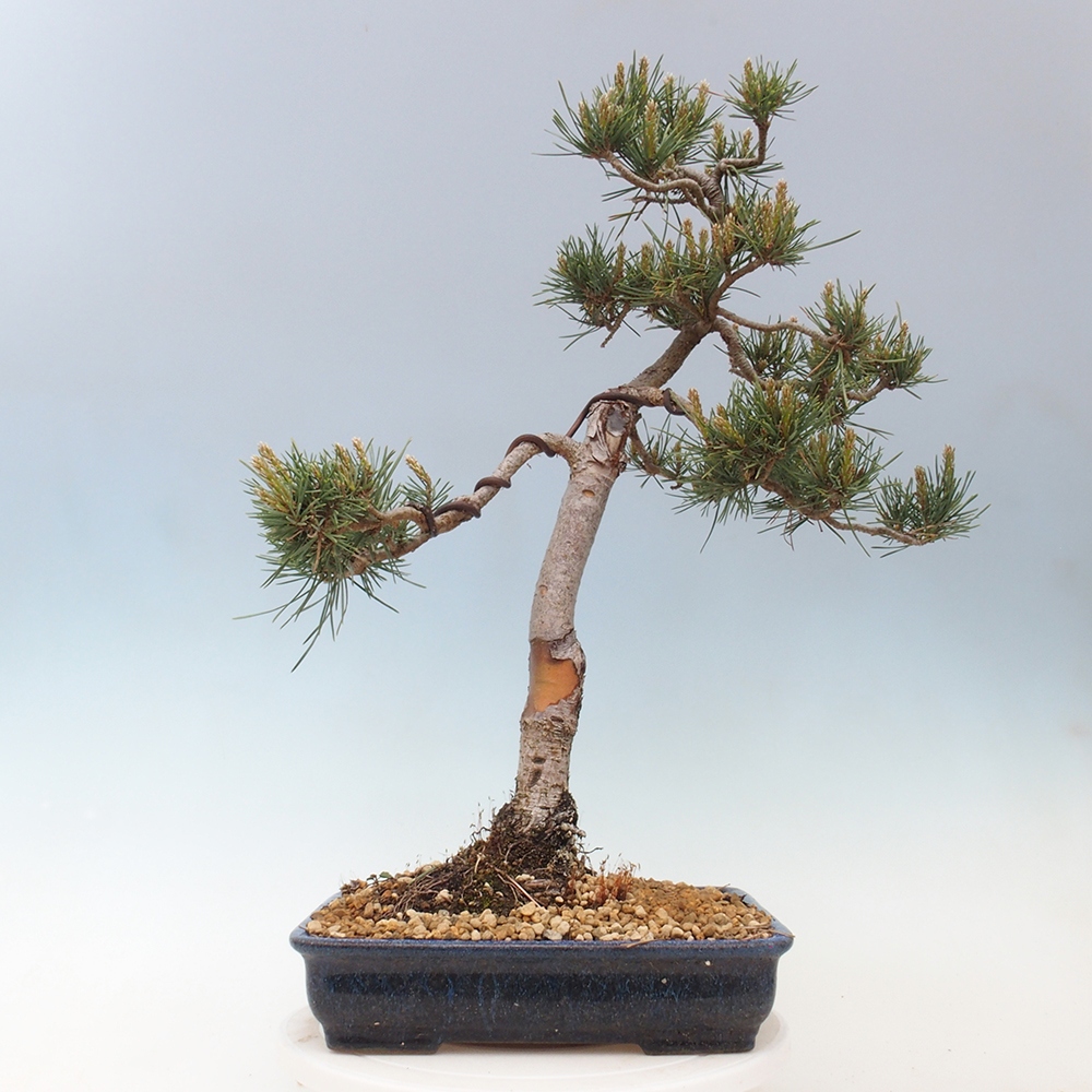 Bonsai voor buiten - Pinus Sylvestris Watererri - grove den