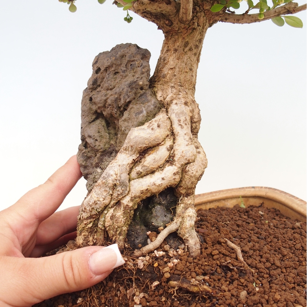 Bonsai voor buiten - Berberis coreana