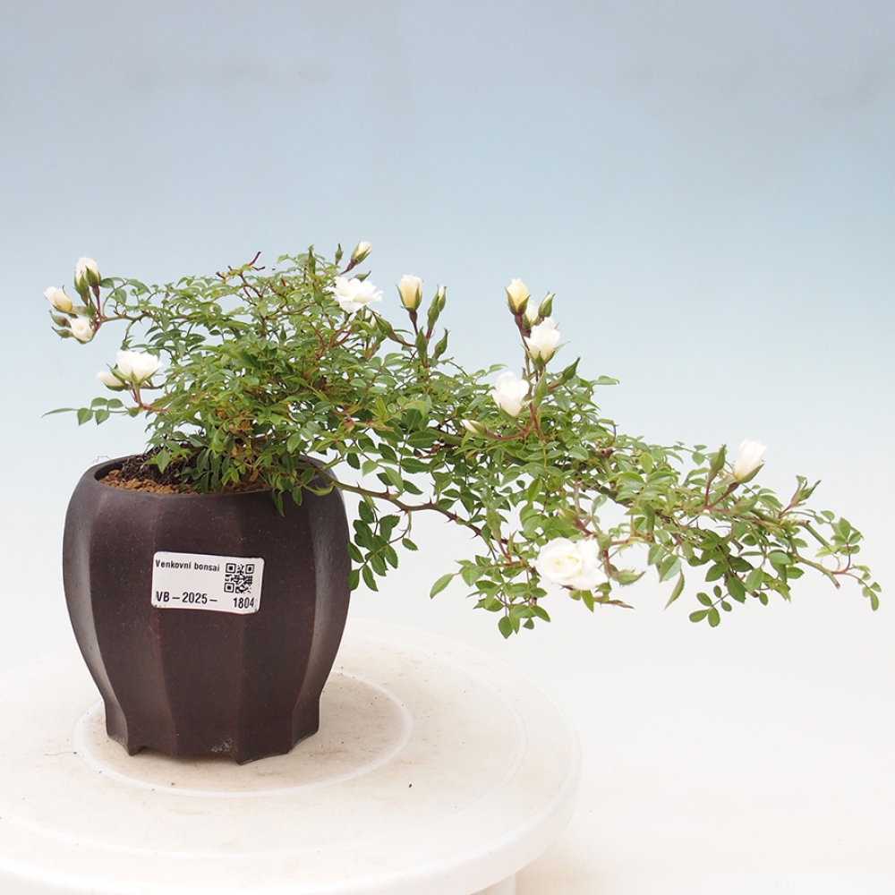 Bonsai voor buiten - Rosa Sea Foam - roos