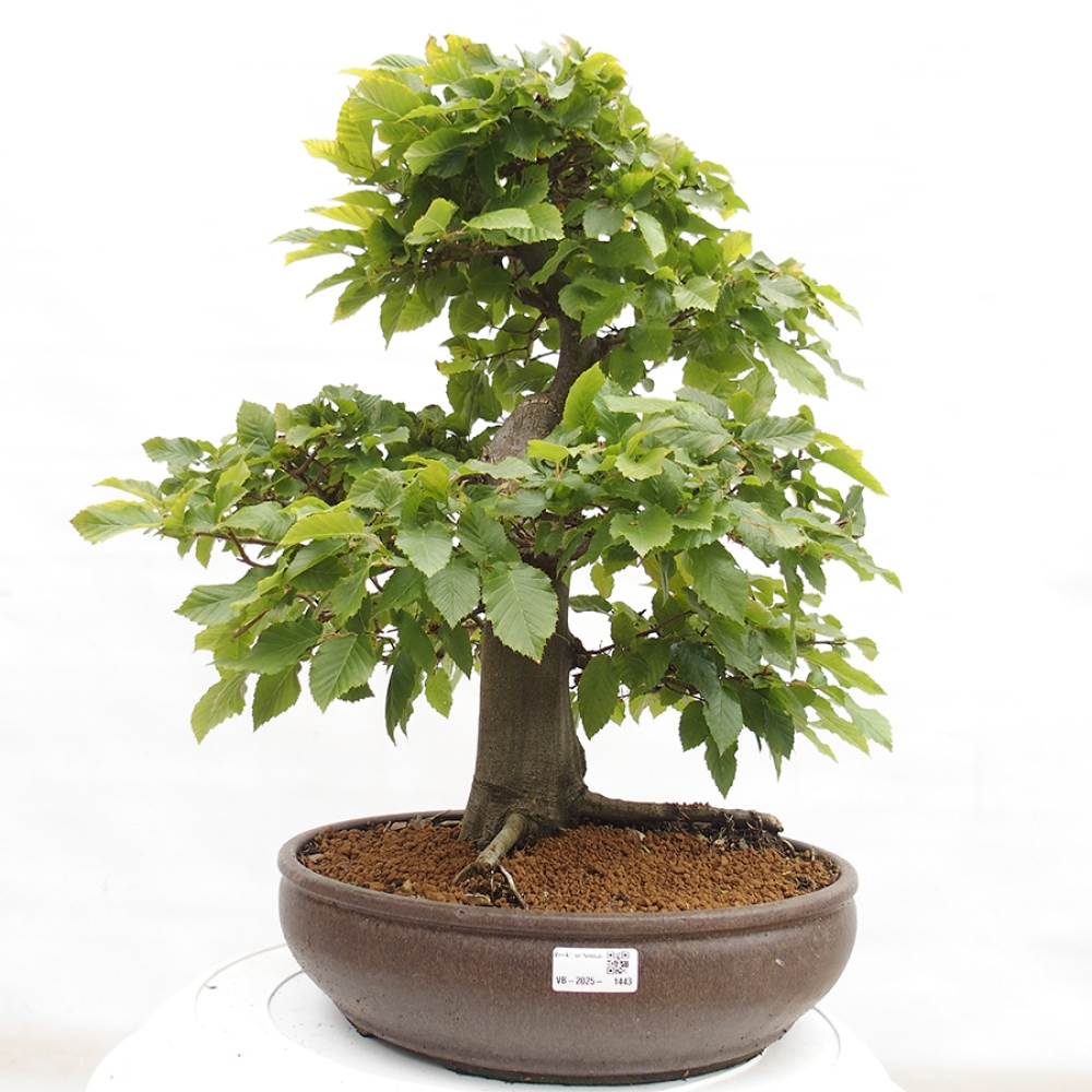 Bonsai voor buiten - Haagbeuk - Carpinus betulus