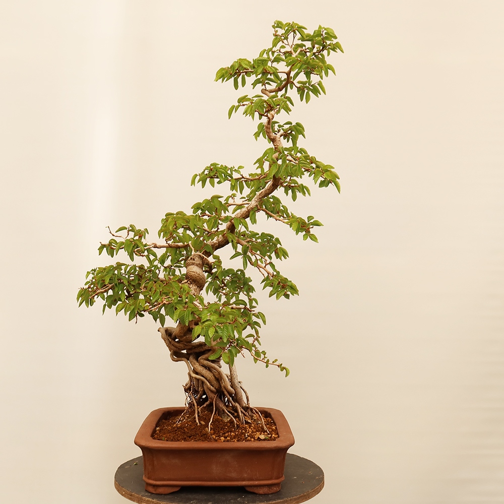 Bonsai voor buiten -Carpinus Coreana - Koreaanse haagbeuk
